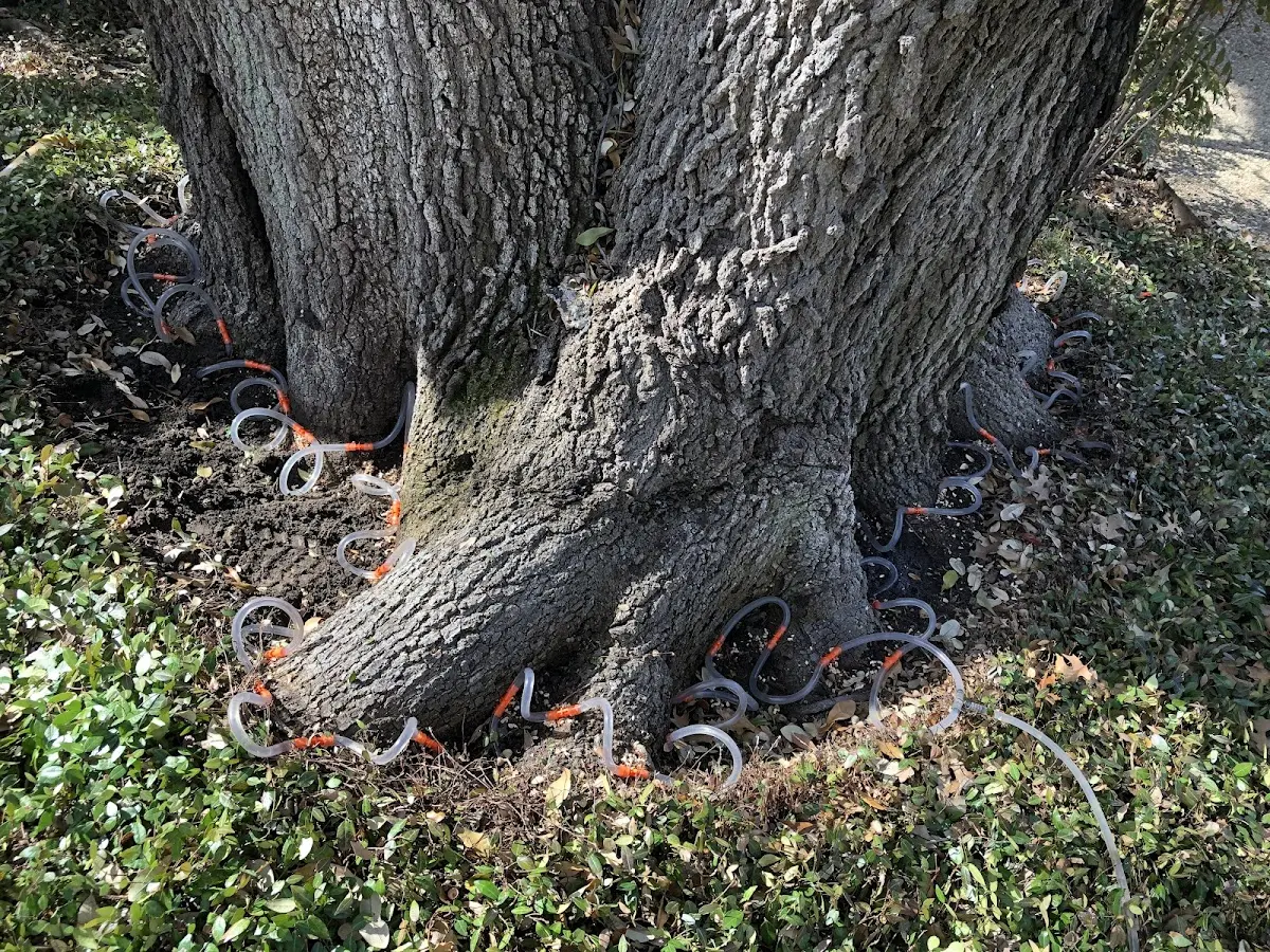 Detailed Tree Cabling and Bracing job site in Saint Regis